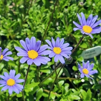 Felicia amelloides