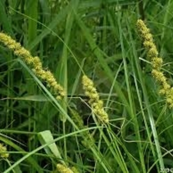 Carex annectens