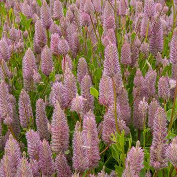 Ptilotus exaltatus 'Matilda' (295287)