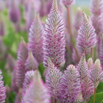 Ptilotus exaltatus 'Matilda' 