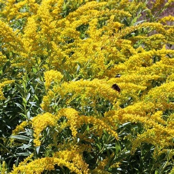 Solidago caesia