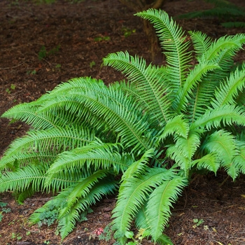Polystichum munitum