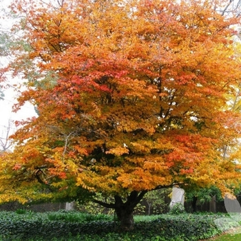 Parrotia persica 'Vanessa' 