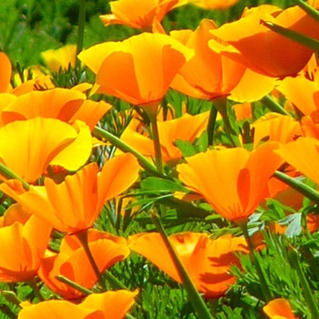Eschscholzia californica 'Orange King' 