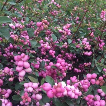Symphoricarpos 'Scarlet Pearl' 