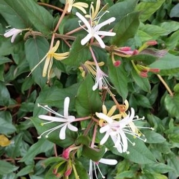 Lonicera japonica