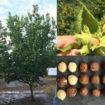 Corylus avellana x americana 'The Beast&trade;' 