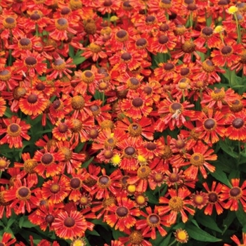 Helenium autumnale 'Salsa' 