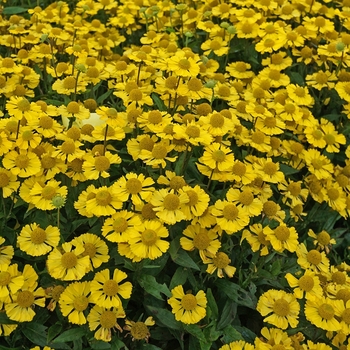 Helenium autumnale 'Sombrero' 