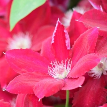 Clematis 'Evipo016' 