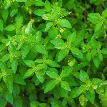 Origanum vulgare
