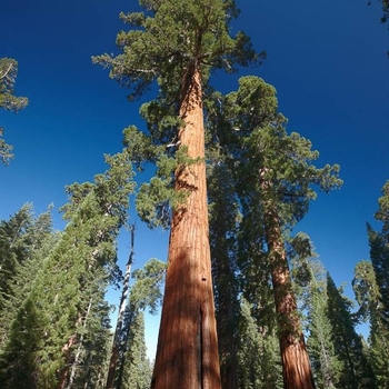 Sequoiadendron giganteum