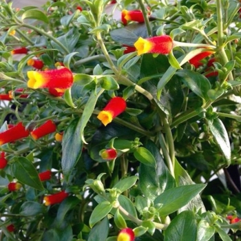 Manettia luteo-rubra