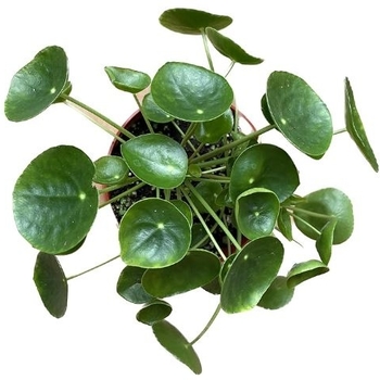 Pilea peperomioides