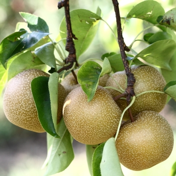 Pyrus pyrifolia 'Hosui' 