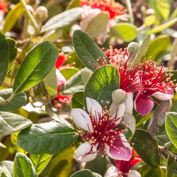 Feijoa sellowiana