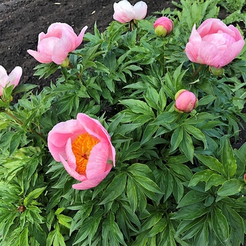 Paeonia 'Roselette' 