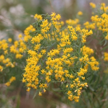 Solidago graminifolia