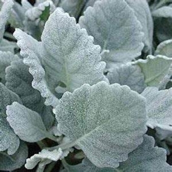 Senecio cineraria 'Cirrus' 