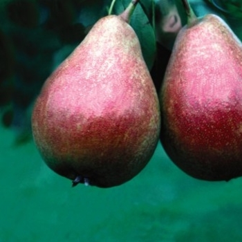 Pyrus communis 'Patten' 
