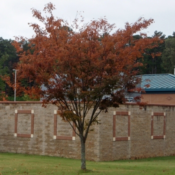 Zelkova serrata 'Burgundy Vase' 