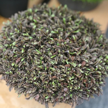 Leptinella squalida 'Platt's Black' 