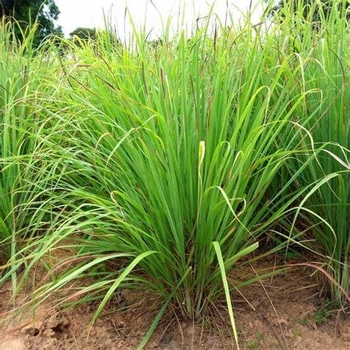 Cymbopogon flexuosus