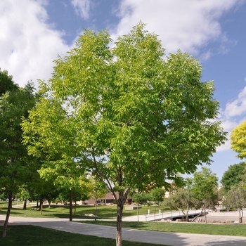 Fraxinus velutina 'Fan-West' 
