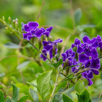 Duranta erecta