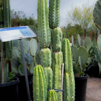 Echinopsis pachanoi