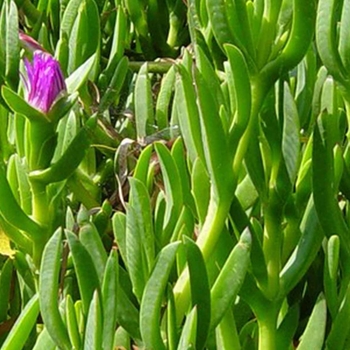 Malephora 'Multiple Varieties' 