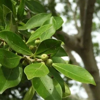 Ficus microcarpa 'Nitida' 