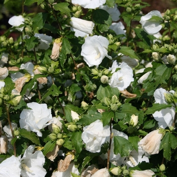 Hibiscus syriacus 'Totus Albus' 