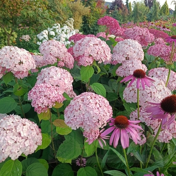 Hydrangea arborescens 'GRHYAR1407' PP31016