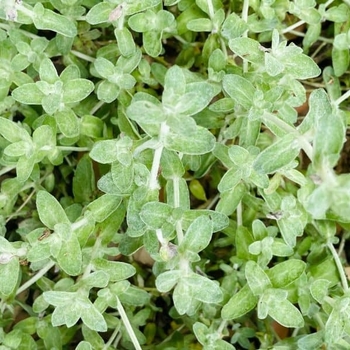 Stemodia 'Lanata' 