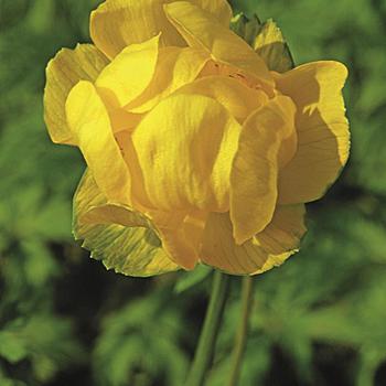 Trollius x cultorum 'Superbus' 