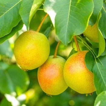 Pyrus pyrifolia 'Juicy Jewel™' 
