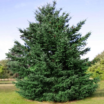 Pseudotsuga menziesii