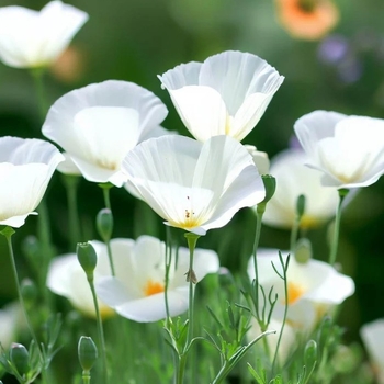 Eschscholzia californica 'White Linen' 