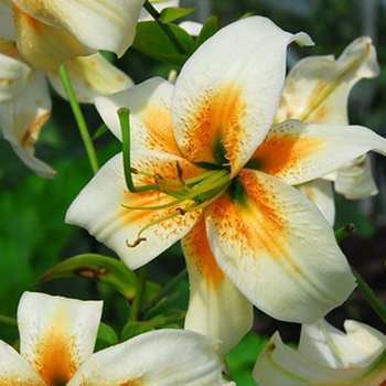 Lilium 'Lady Alice' 