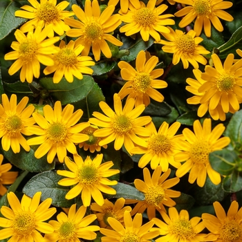 Sanvitalia speciosa 'Million Suns' 