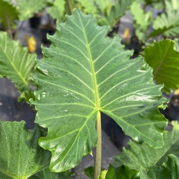Alocasia 'Fantasy' 