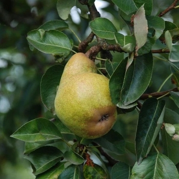 Pyrus communis 'Bartlett' 