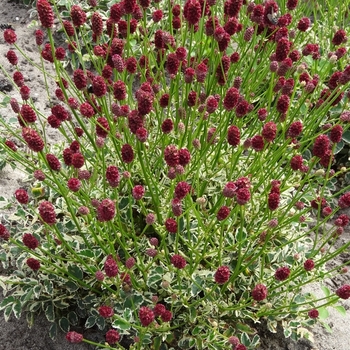 Sanguisorba officinalis var. microcephala 'Little Angel' 