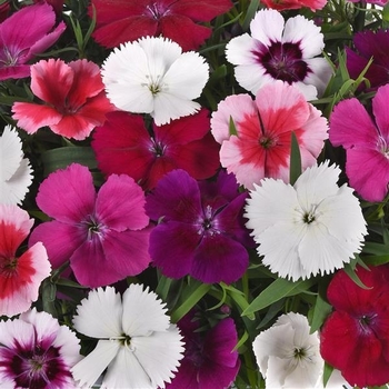 Dianthus chinensis 'Mix' 