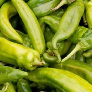Capsicum annuum 'Highlander' 