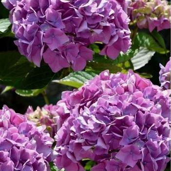 Hydrangea macrophylla 'COF HM3' PPAF