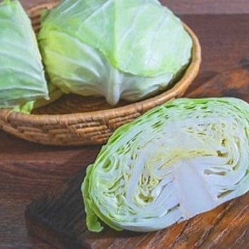 Brassica oleracea 'Late Flat Dutch' 