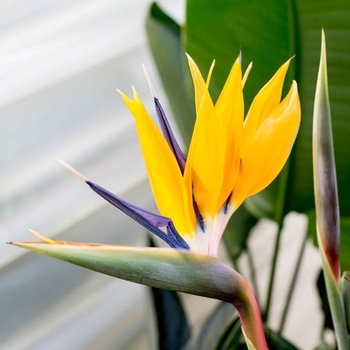 Strelitzia reginae 'Mandela's Gold' 
