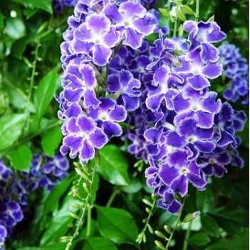 Duranta erecta 'Sweet Memories' 